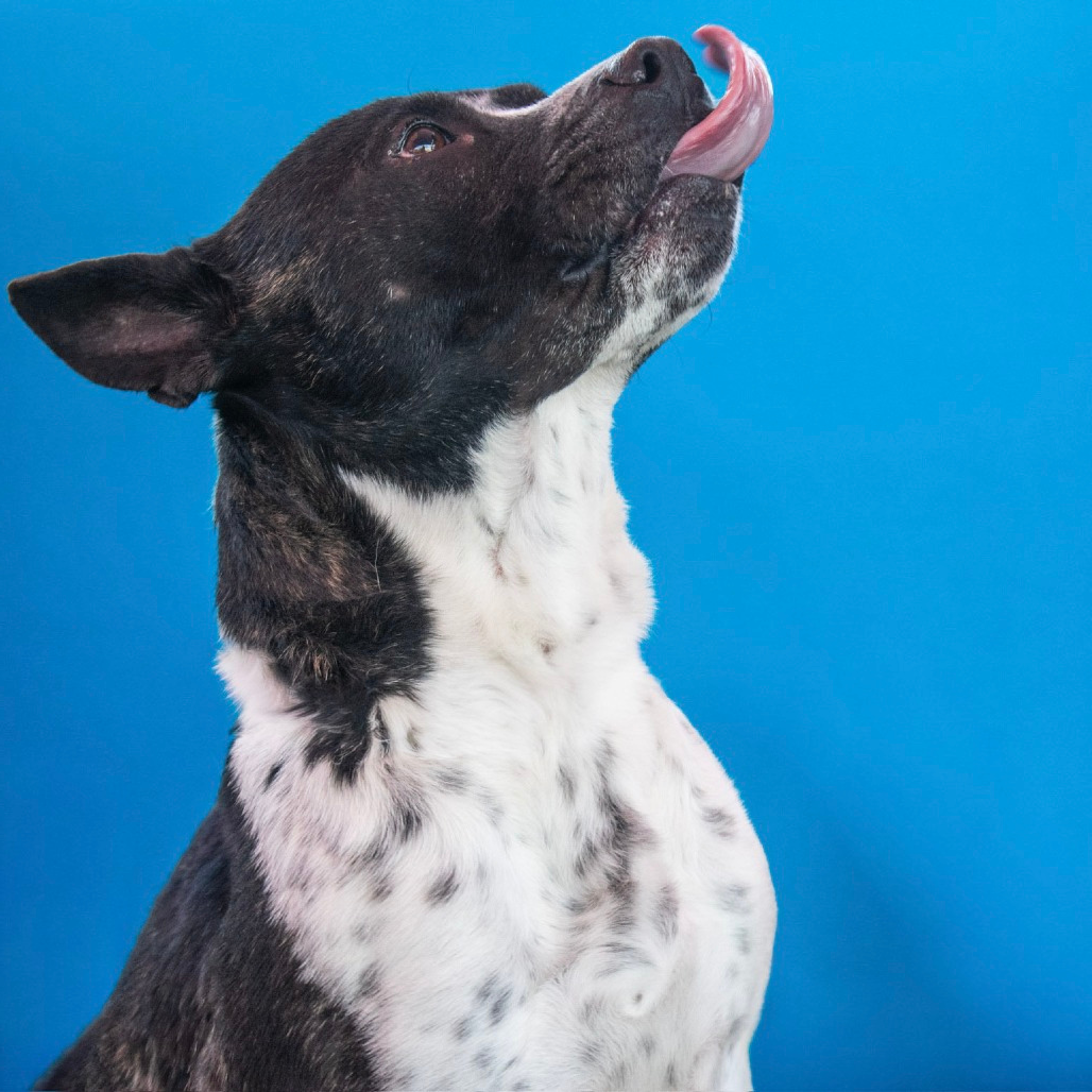 Annual “Putts For Paws” 2026 Benefiting San Antonio Pets Alive! - logo